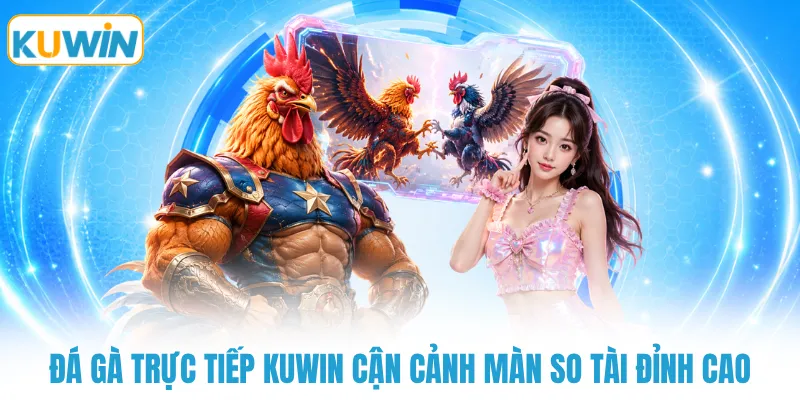 Đá gà trực tiếp KUWIN cận cảnh màn so tài đỉnh cao 